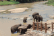 Elefanten baden im Fluss